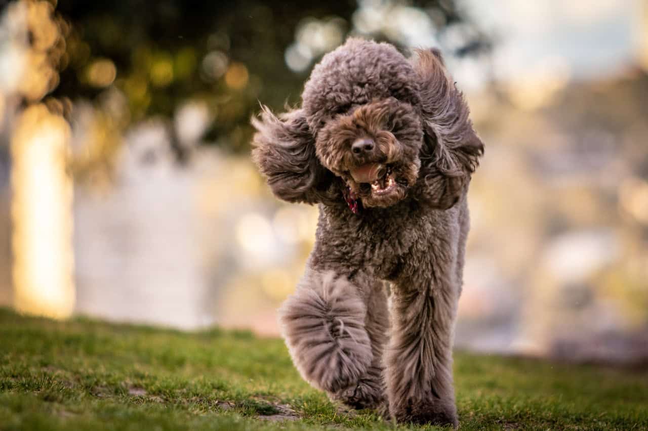 wireless dog fence