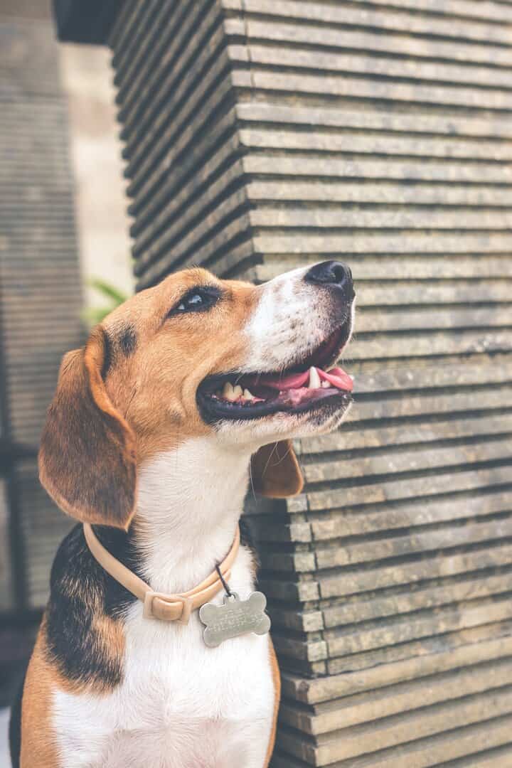 pexels-photo-977281