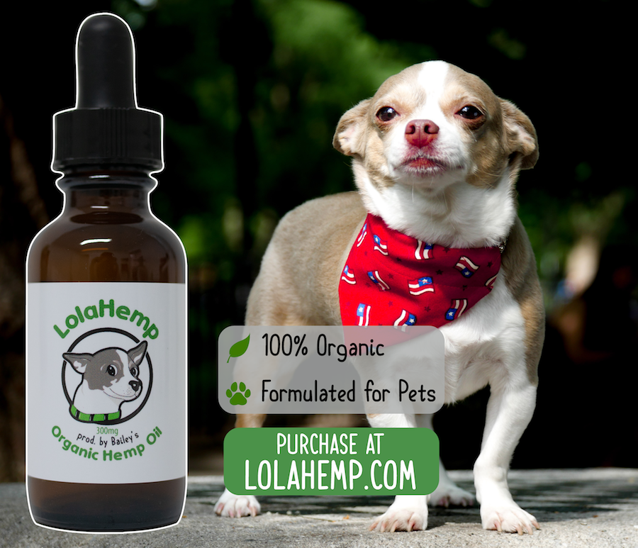 CBD oil for dogs