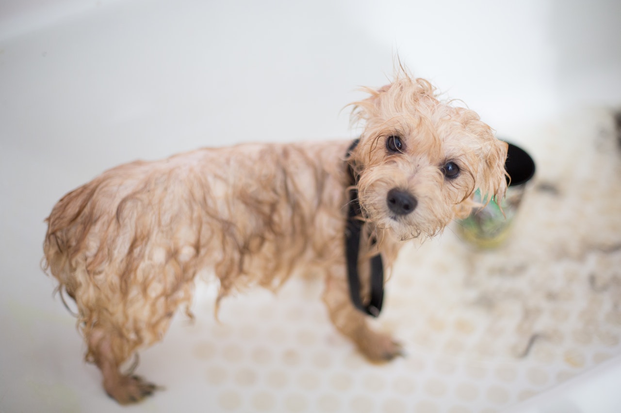 Mistakes to Avoid When Using Clippers for Dog Grooming