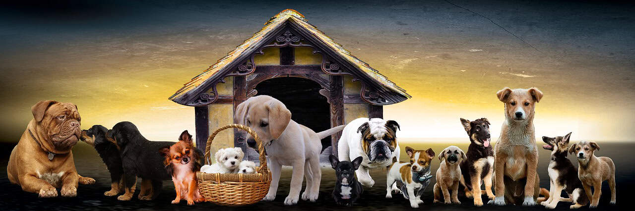 animals-3017138_1280