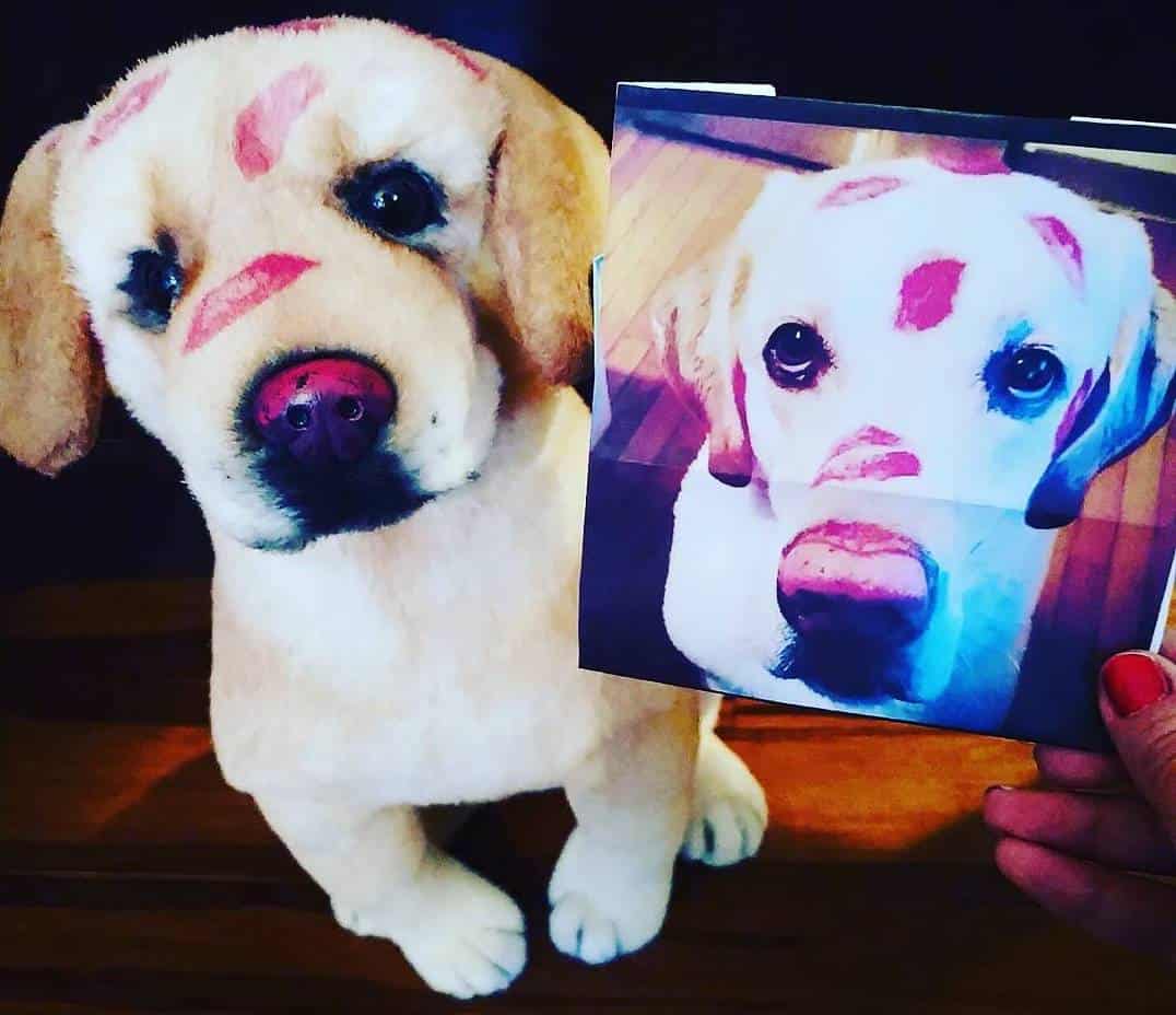 My petsies 2025