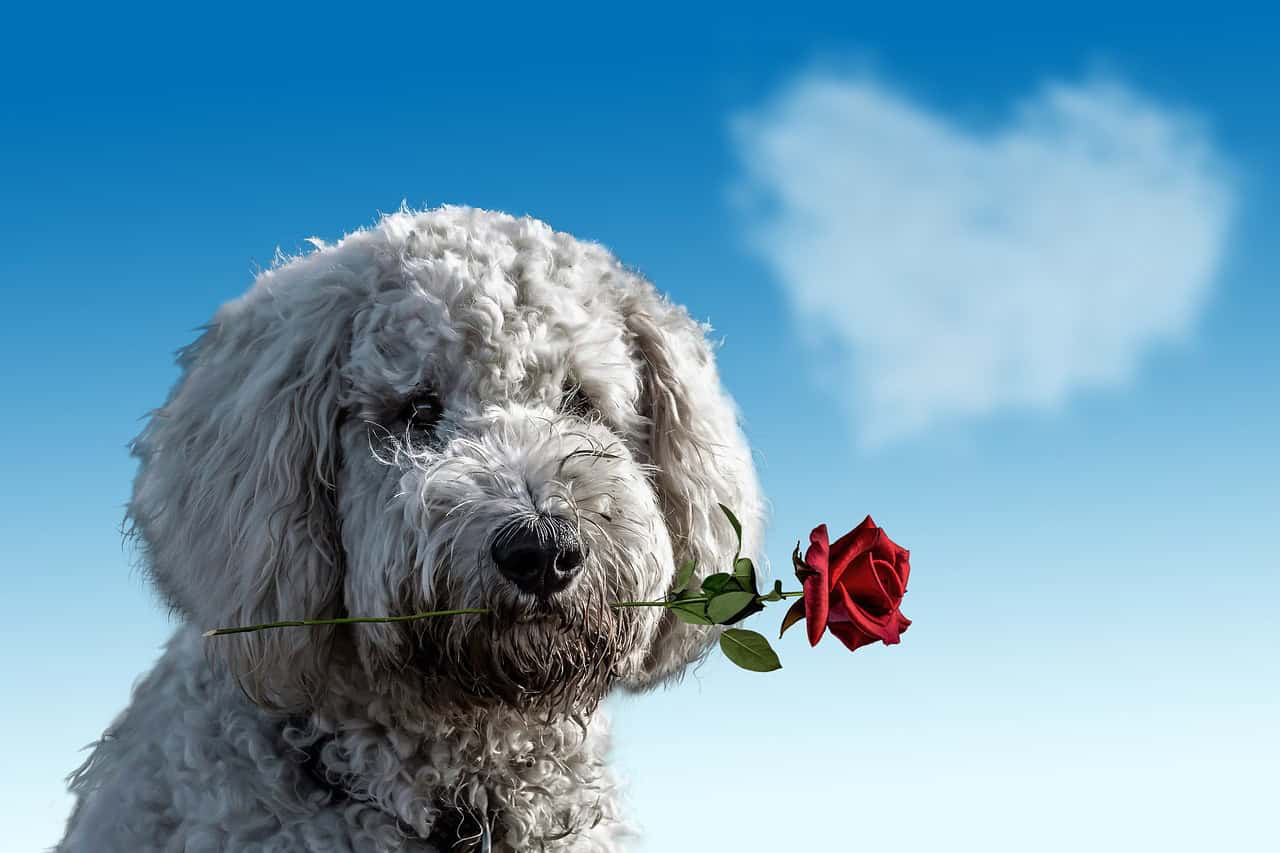 Valentine's Day gift