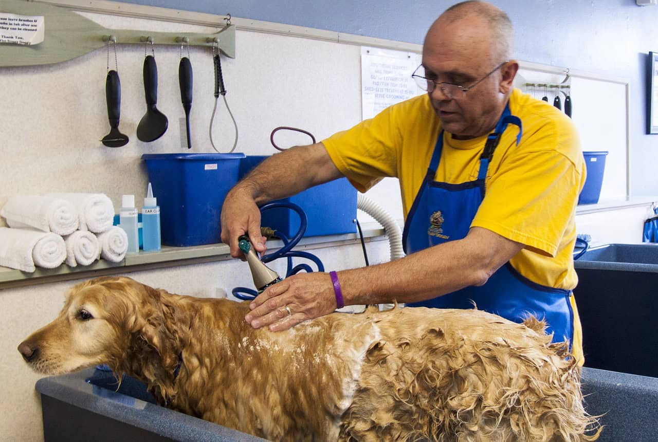 dog-bath-682169_1280