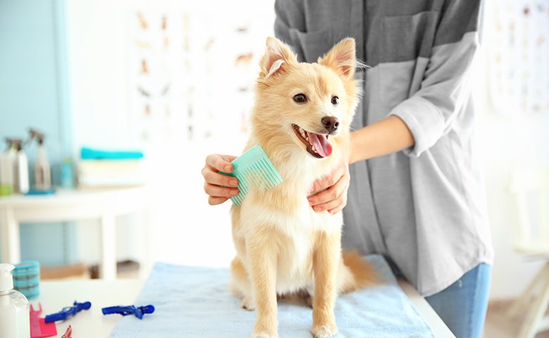 dog-groomed