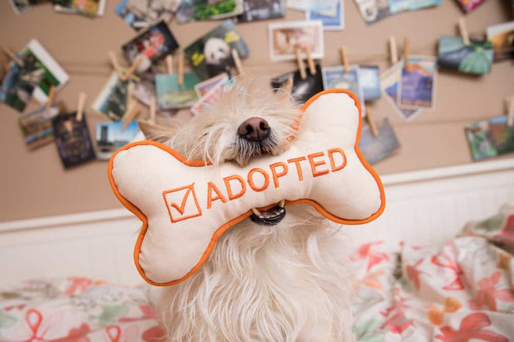 AdoptedToy
