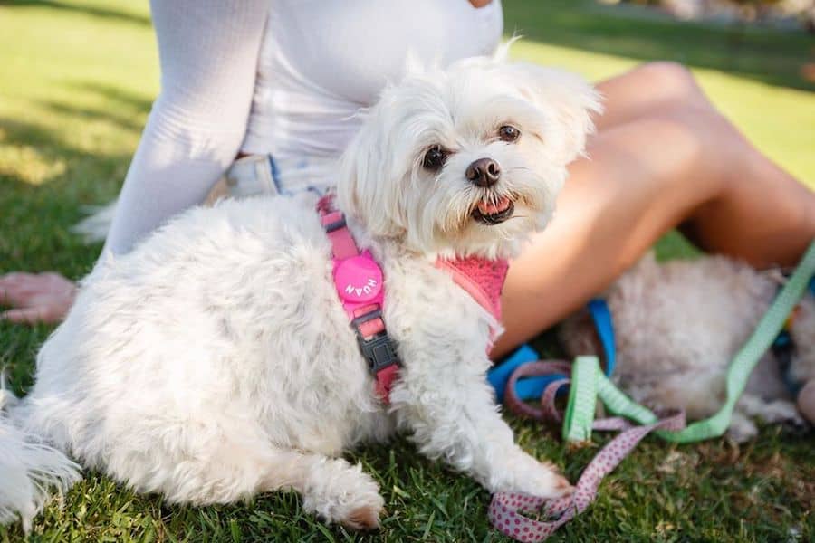 valentines day dog gifts