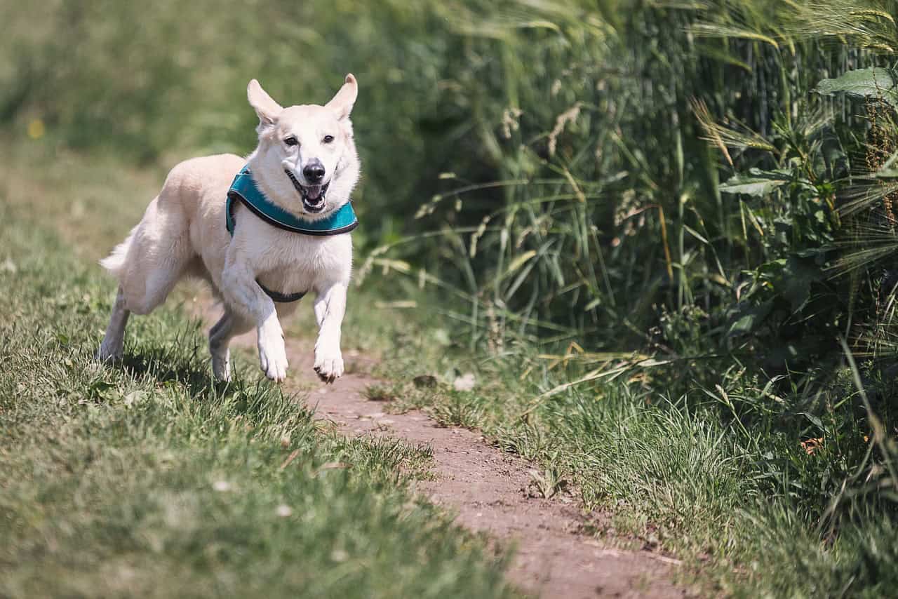 choosing the best dog food