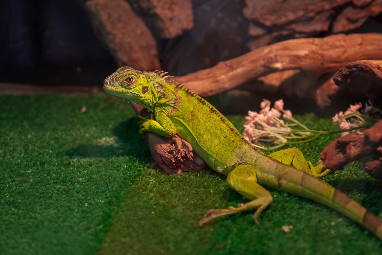 What To Know About Feeding Your Pet Amphibian Or Reptile Petsies
