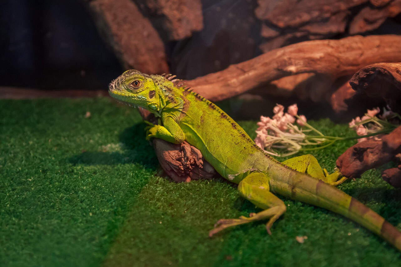 What To Know About Feeding Your Pet Amphibian Or Reptile Petsies