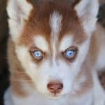 beauty of siberian husky