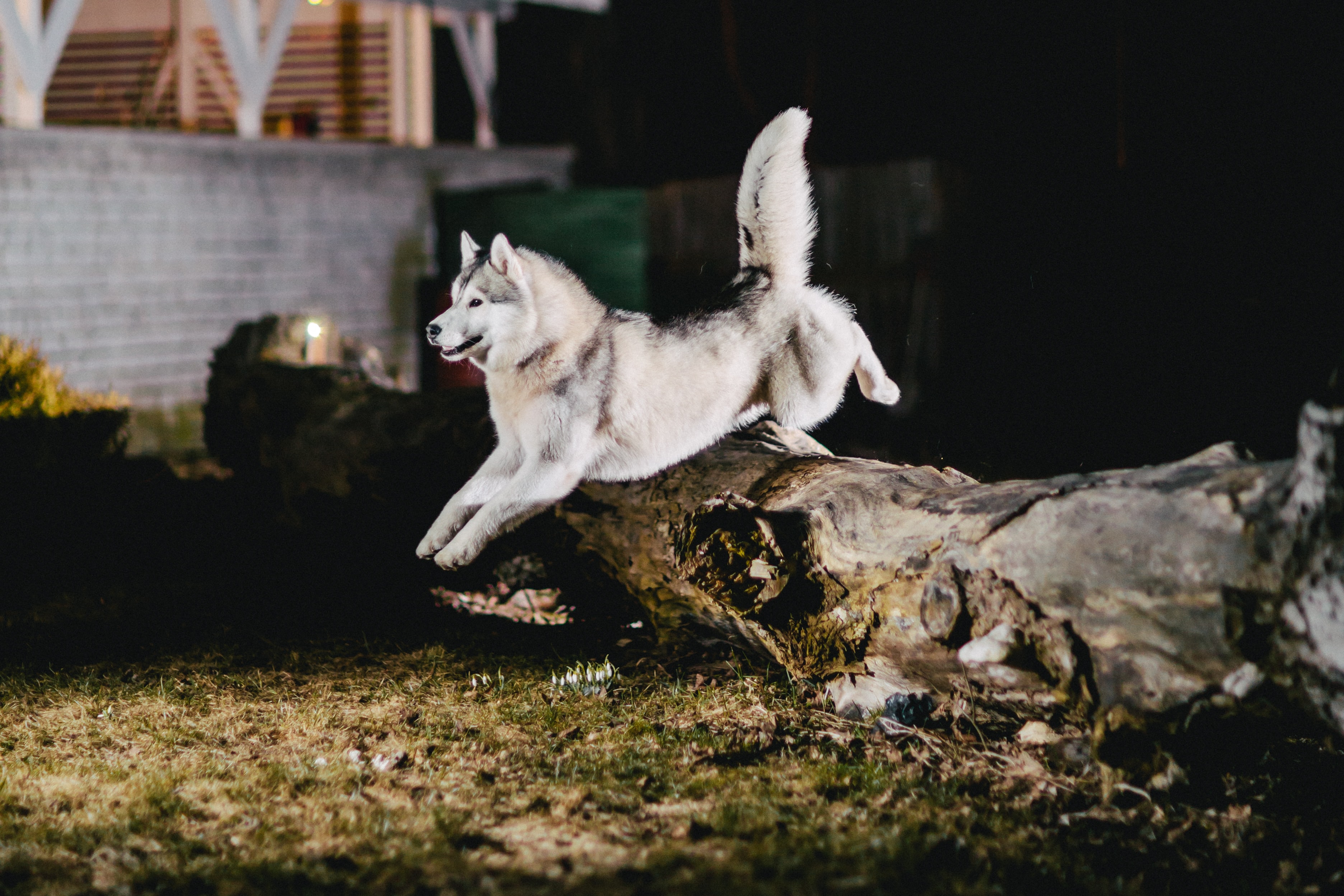 siberian husky escaping the yard