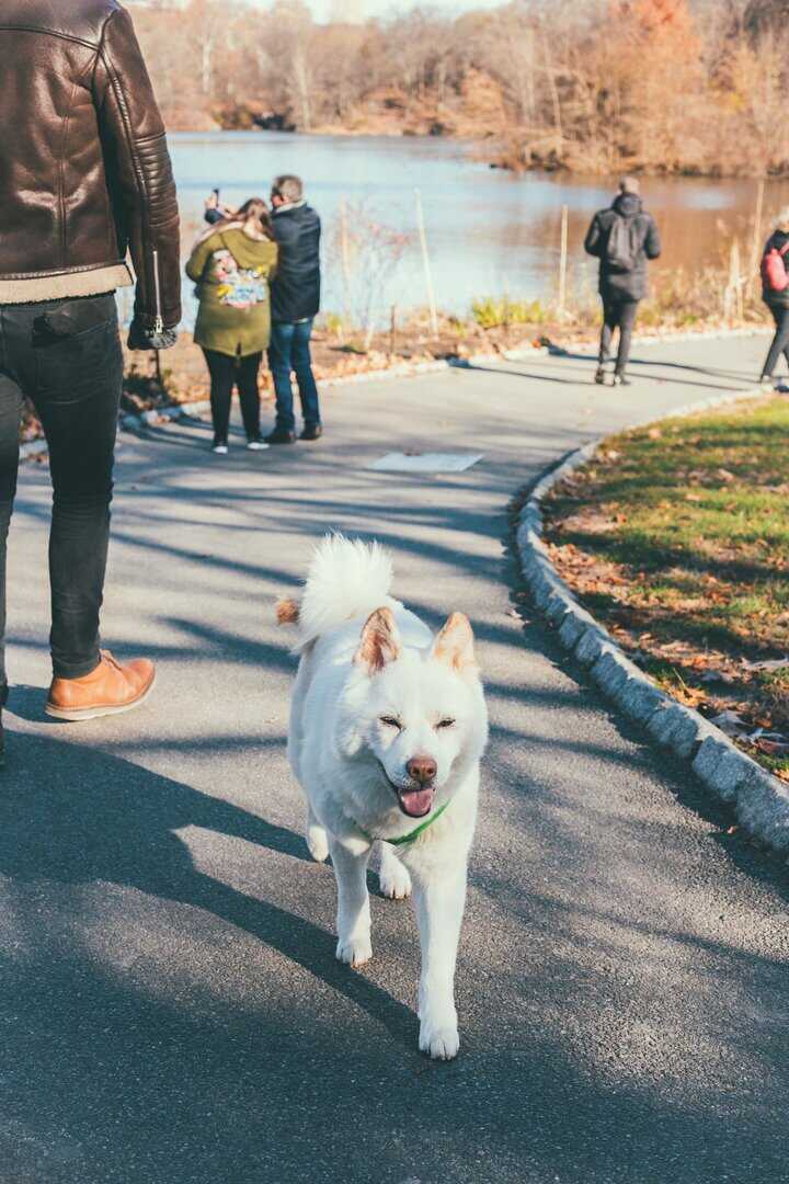 siberian husky exercising