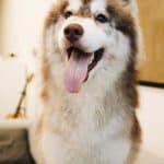siberian husky tips