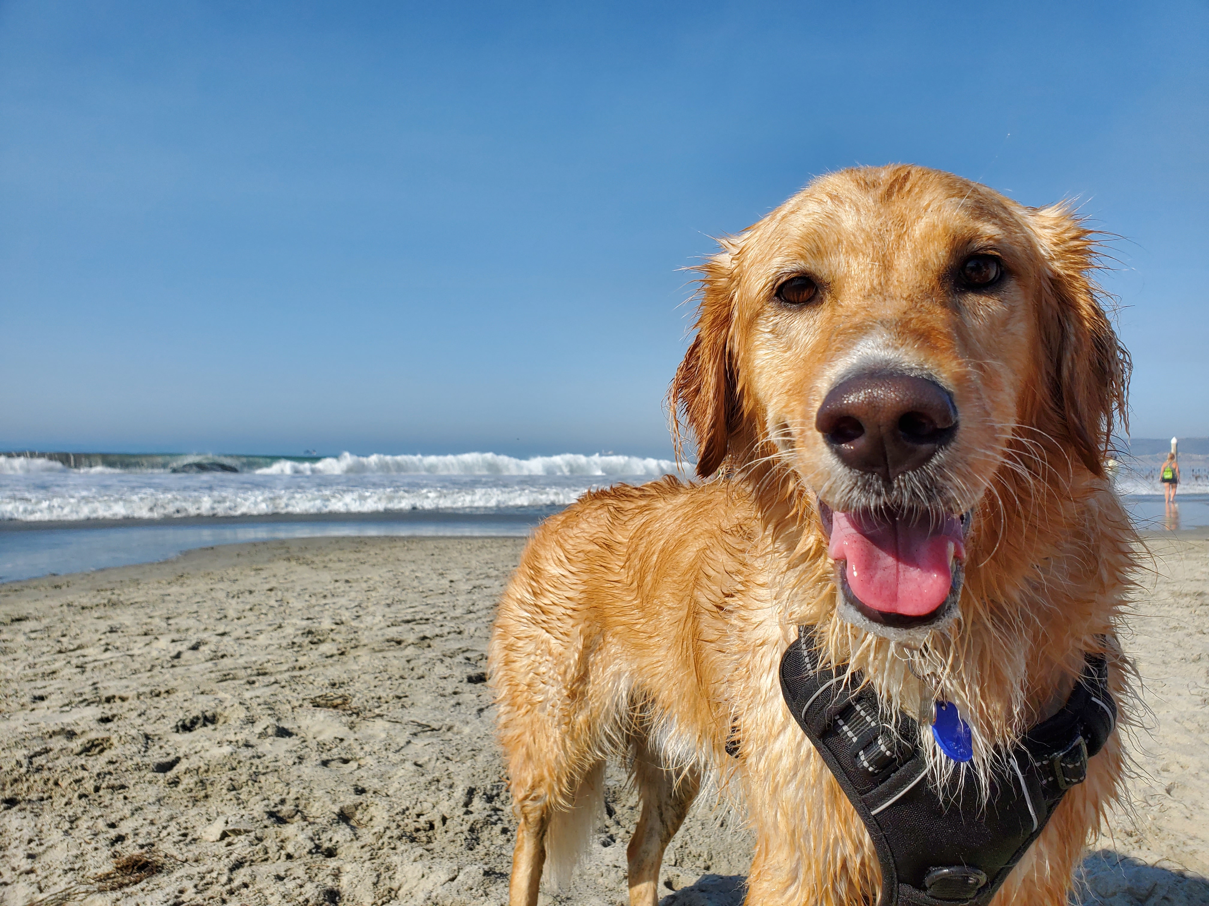 Making Memories With Your Dog This Summer