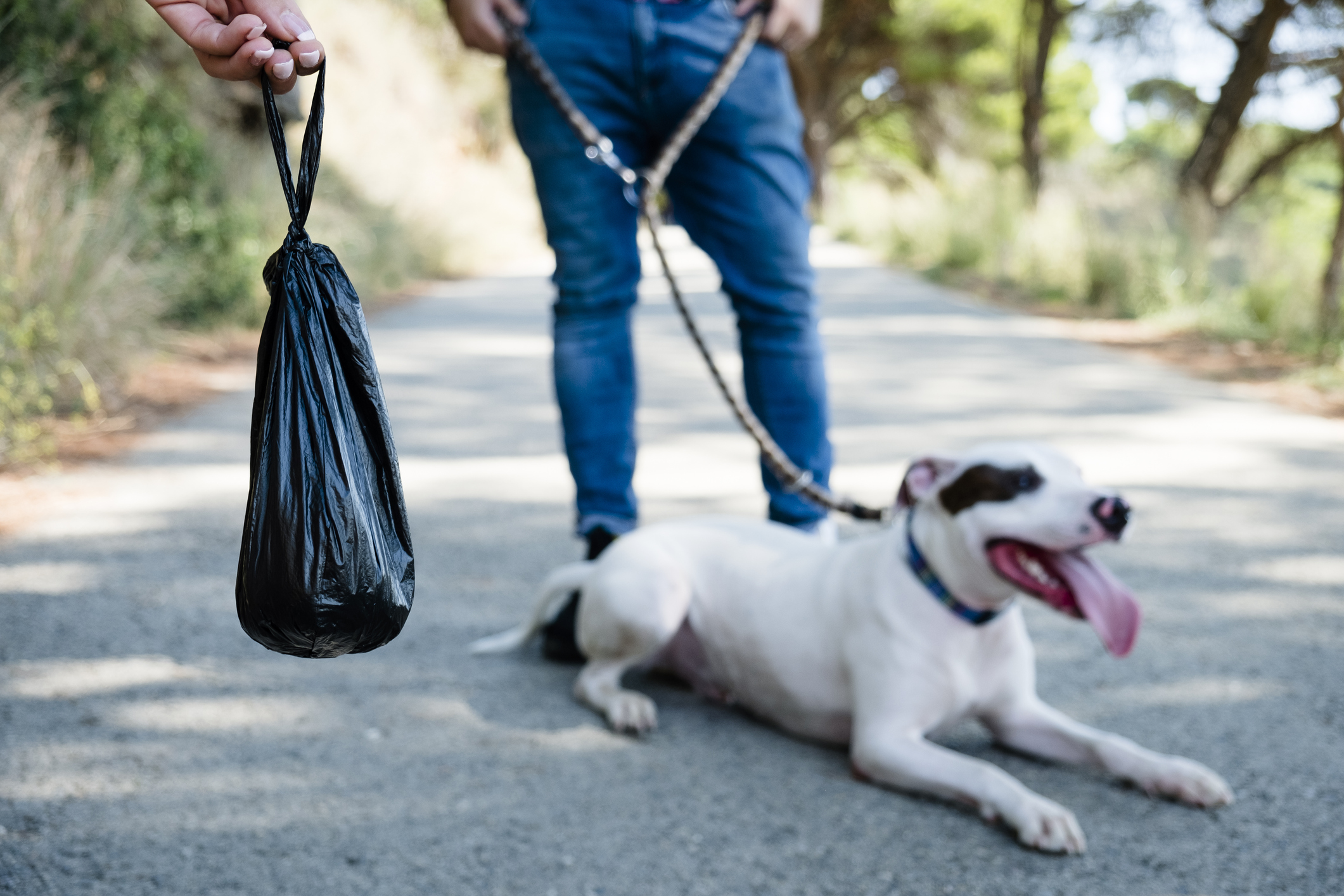 How to Make Your Own Dog Poop Scooper: A Step-by-Step Guide