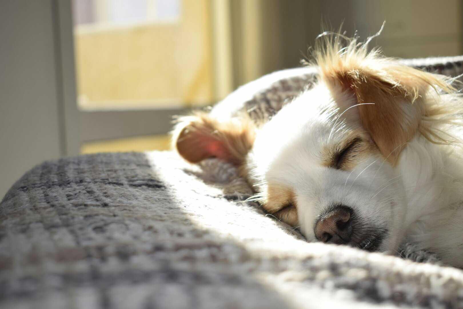 How to Care for Your Pet During the Summer?