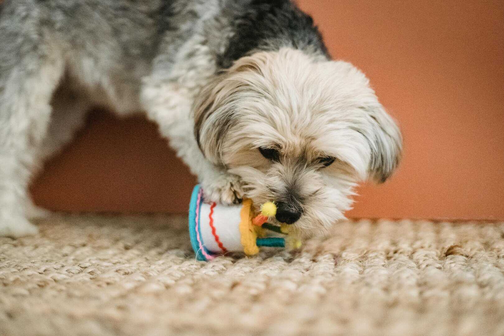 pexels-sam-lion-5732443