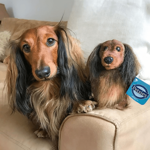 Can You Give Dogs Stuffed Animals