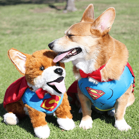 realistic stuffed corgi