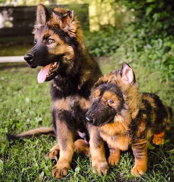 Custom German Shepherd Stuffed Animals | Petsies (Official Site)