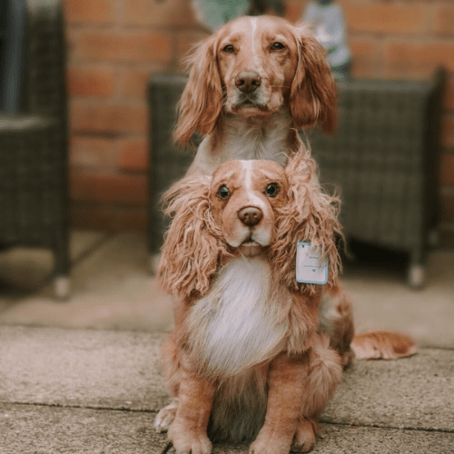 Custom Stuffed Animals - Pet Stuffed Animals | Petsies Custom Stuffed Animals - Pet Stuffed Animals | Petsies