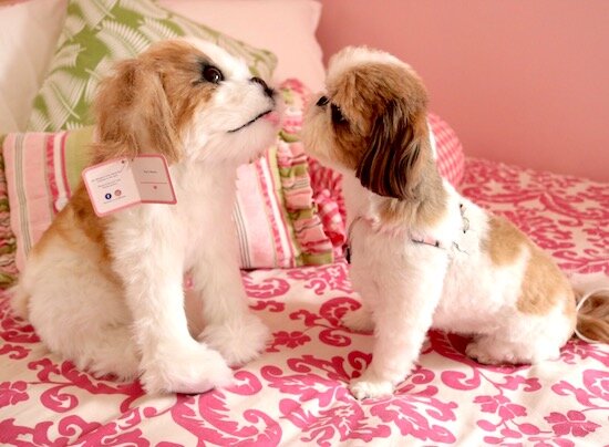 black and white shih tzu stuffed animal