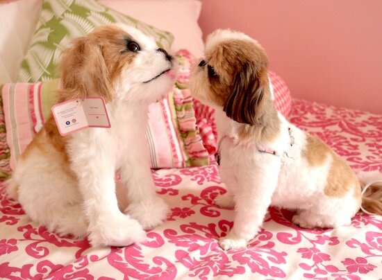 brown shih tzu stuffed animal