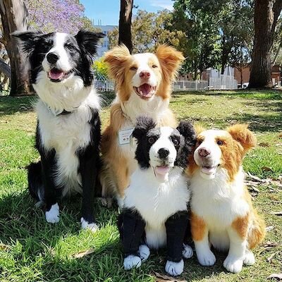 border collie plush toy