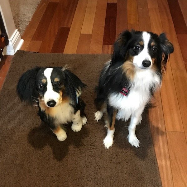 mini aussie stuffed animal