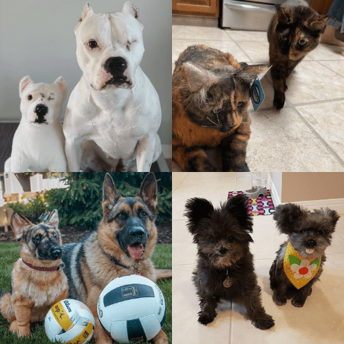 dog stuffed animals 