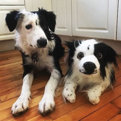 brown border collie stuffed animal