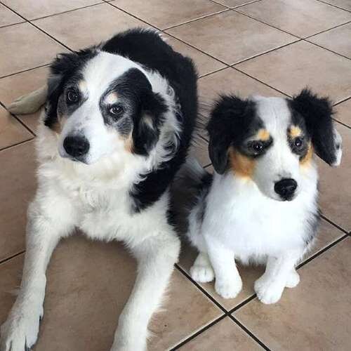 black border collie stuffed animal