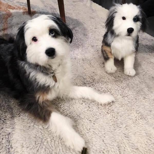 mini aussie stuffed animal