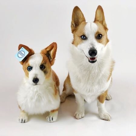 cute corgi stuffed animal