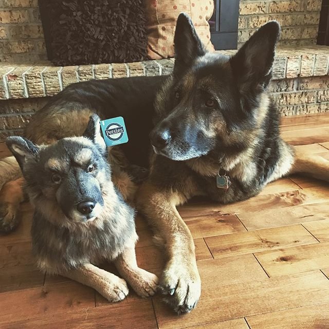 dog stuffed animals personalized