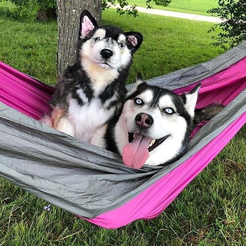 big husky teddy bear