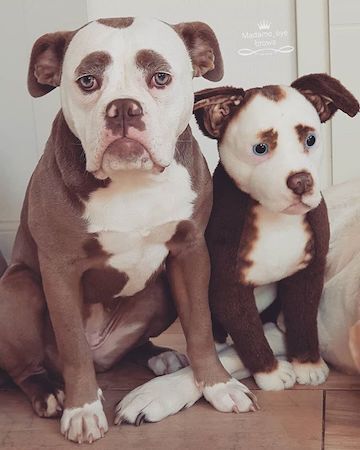 american bulldog stuffed animal