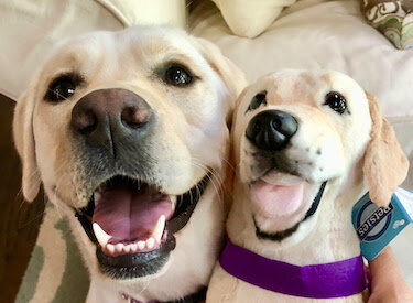 silver lab stuffed animal