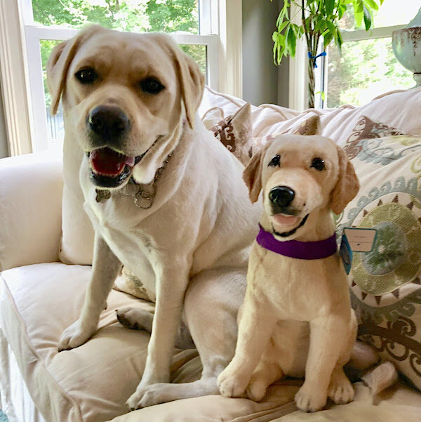 large stuffed yellow lab