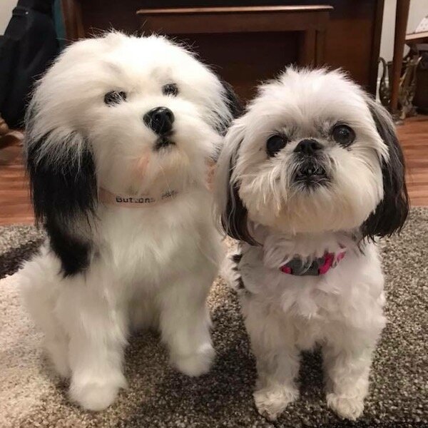 black shih tzu stuffed animal