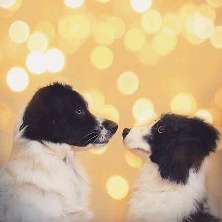 australian shepherd plush 5