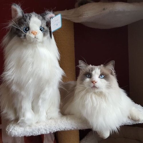 cat with stuffed animal