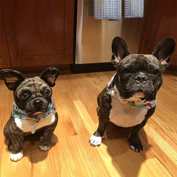 white french bulldog stuffed animal