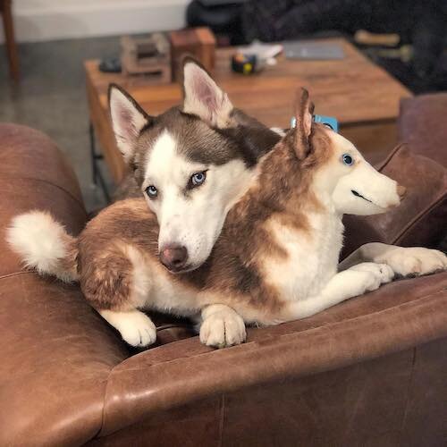 red husky stuffed animal