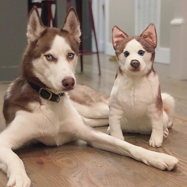 red husky stuffed animal