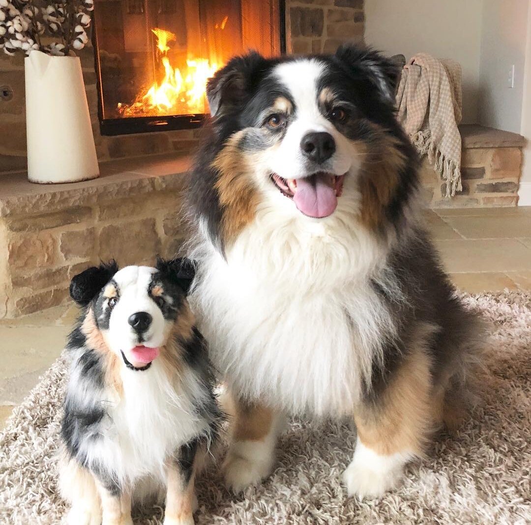 red merle australian shepherd plush