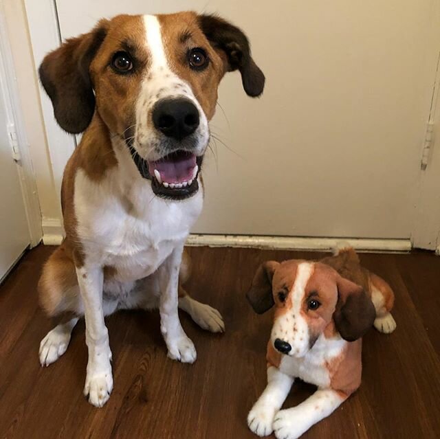 custom stuffed animal of your dog