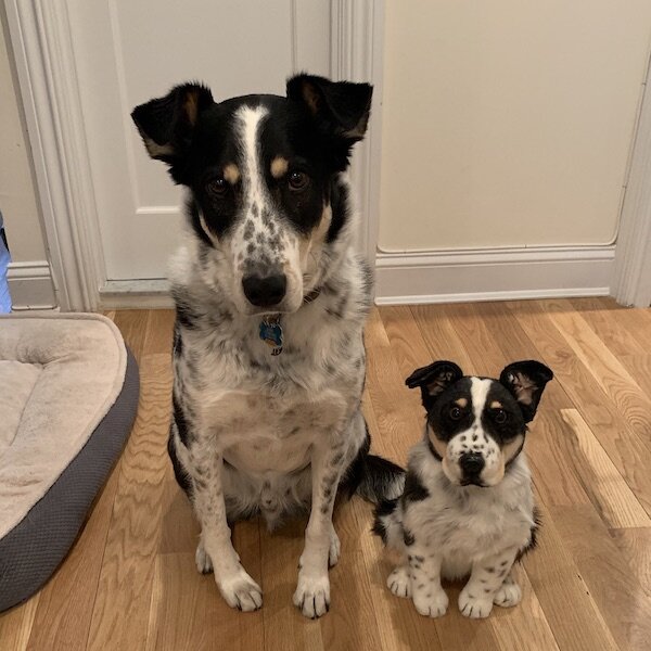 blue heeler stuffed toy