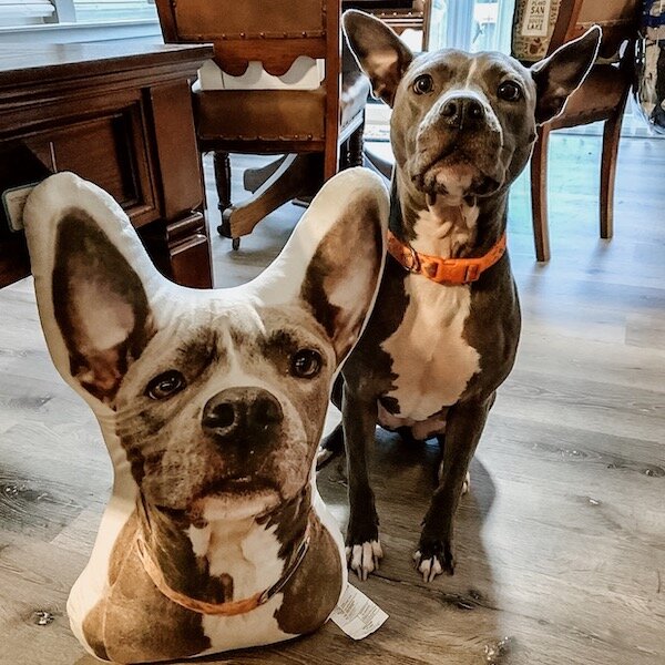 Stuffed Animal of Your Pet, Pet Pillows, Pet Products | Petsies Stuffed Animal of Your Pet, Pet Pillows, Pet Products | Petsies
